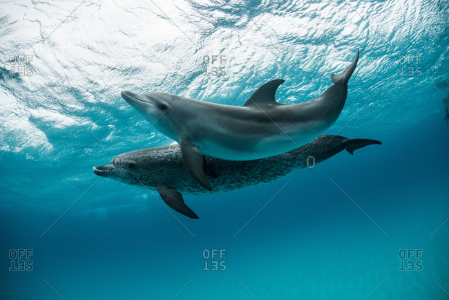 Two atlantic spotted dolphins (Stenella frontalis) swim and play around the sand banks in the Bahamas