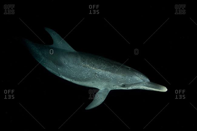 Spotted dolphin at night, Bahamas Banks, Bahamas