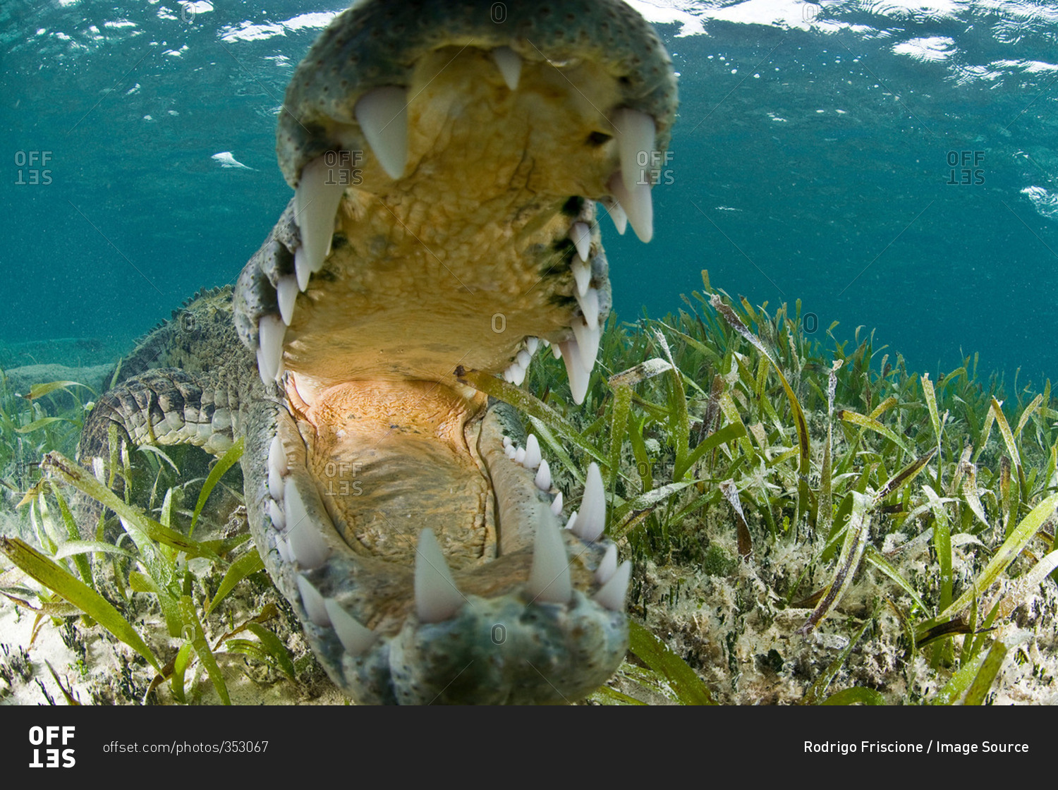 Close up of open mouthed american crocodile, Chinchorro biosphere reserve, Quintana Roo, Mexico