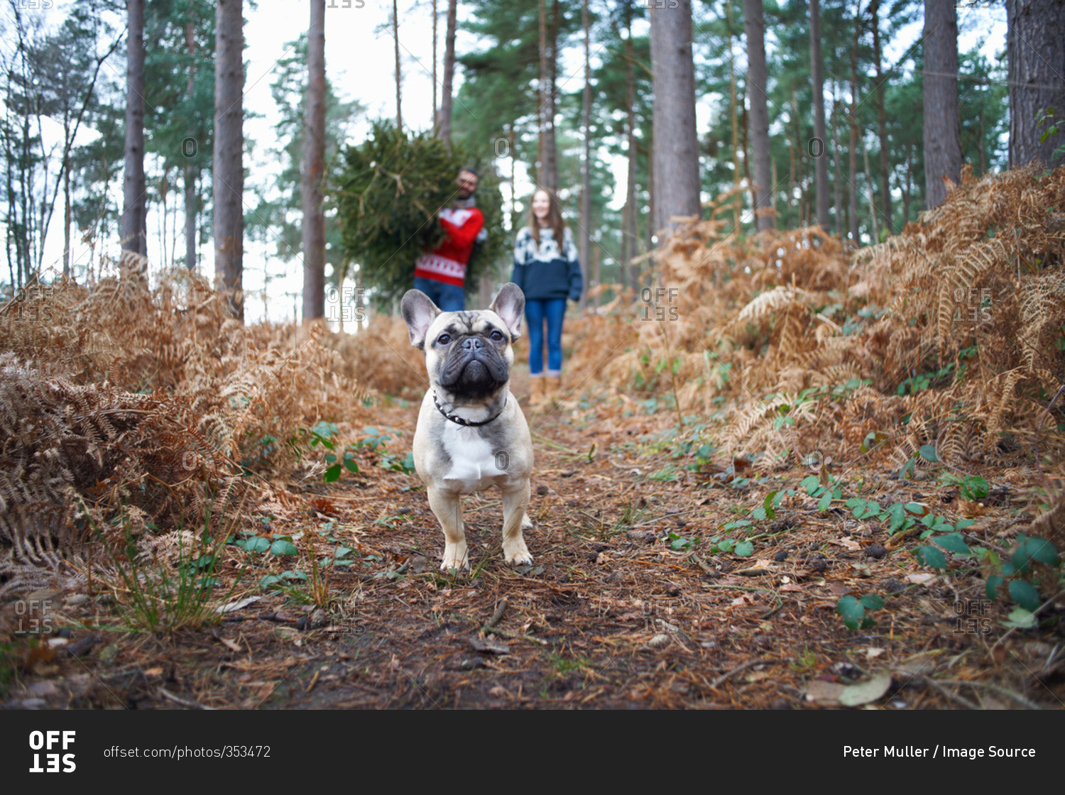 Portrait of dog in front of young couple with Christmas tree in forest