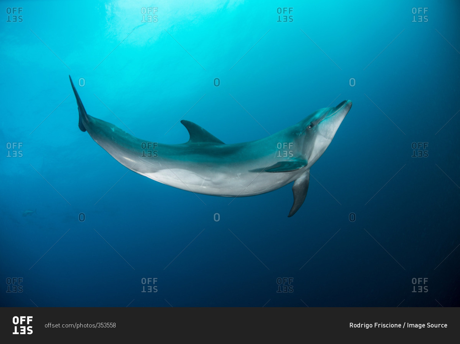 Wild dolphin swimming, San Benedicto, Revillagigedo, Mexico