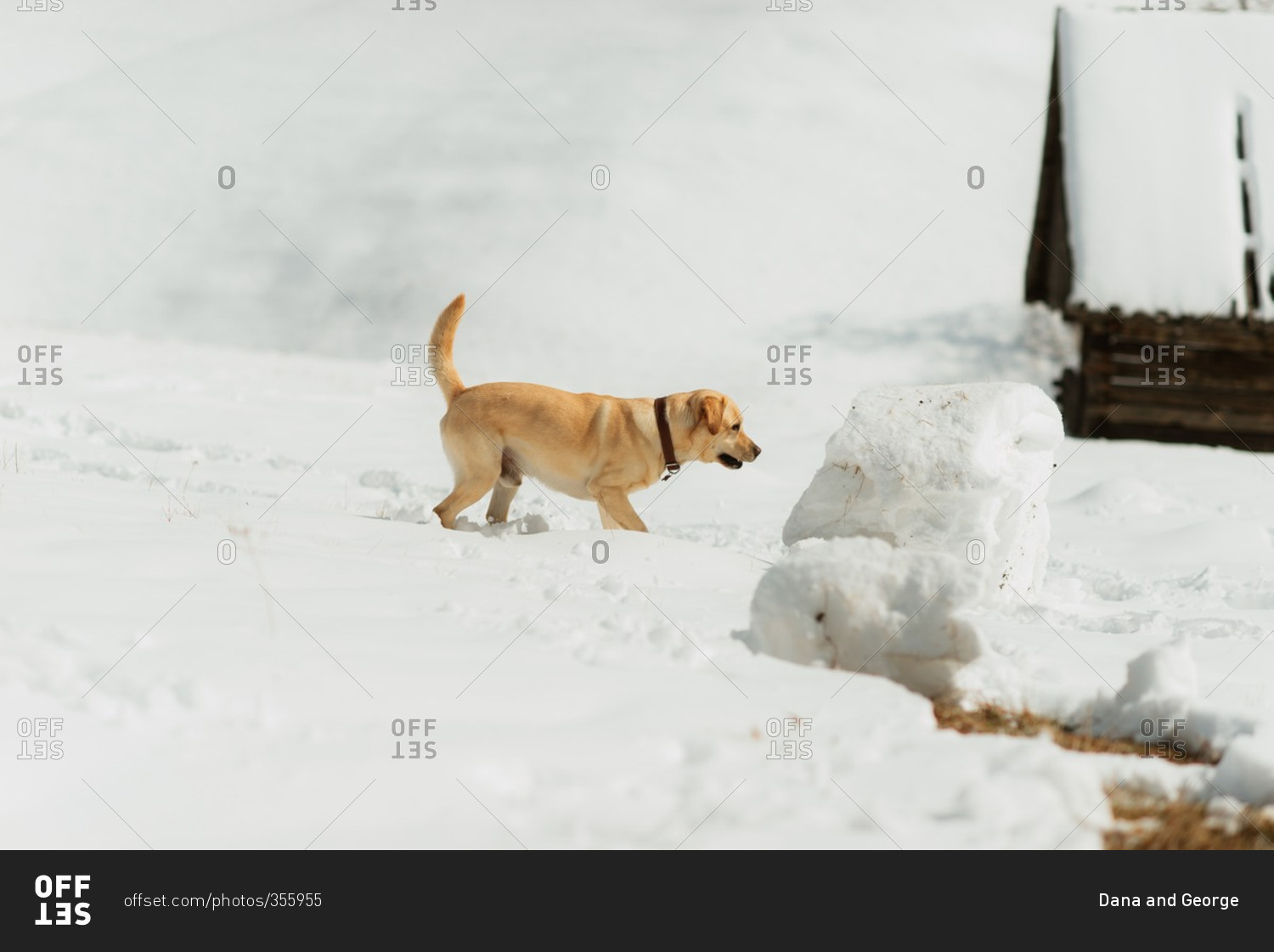 Yellow lab inspecting a large block of snow on a hillside