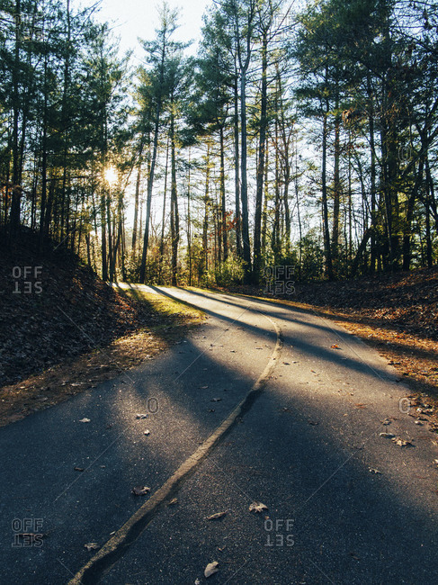 Road at sundown in a forest
