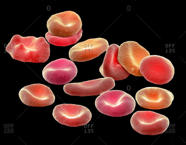 Red blood cells, SEM - Offset