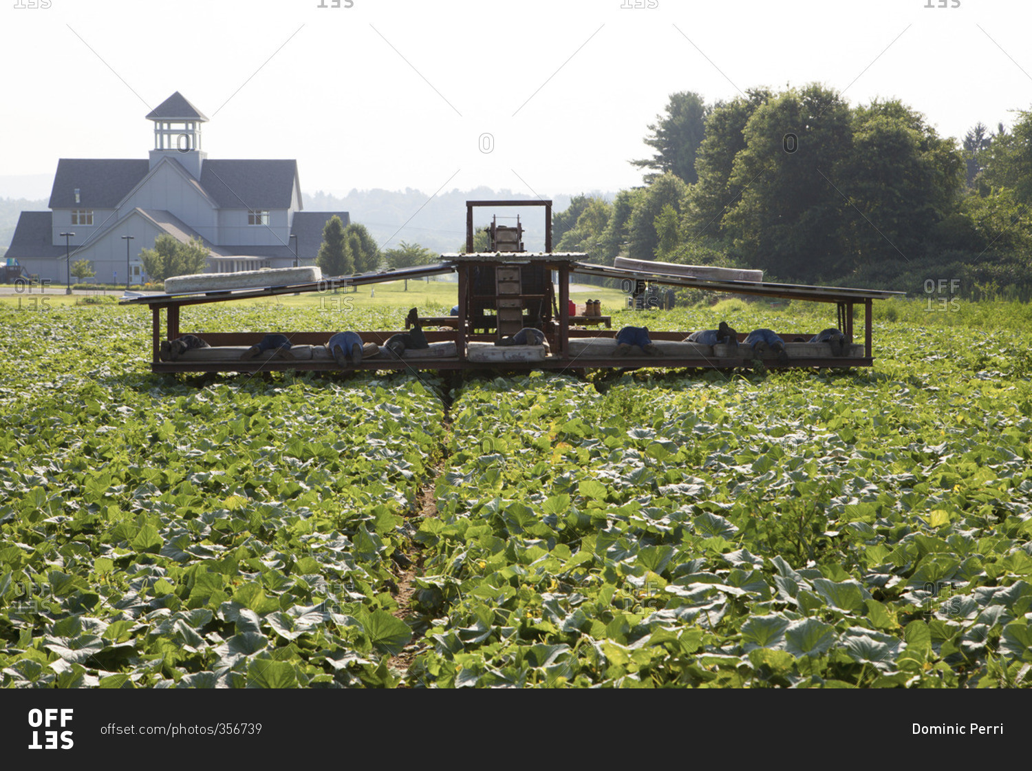 Farm workers picking cucumbers in a field stock photo OFFSET