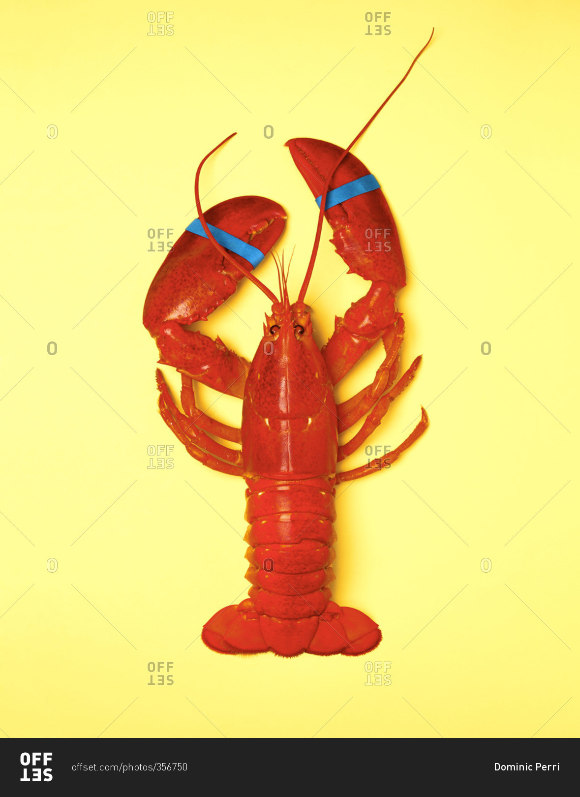 whole cooked lobster on a yellow background