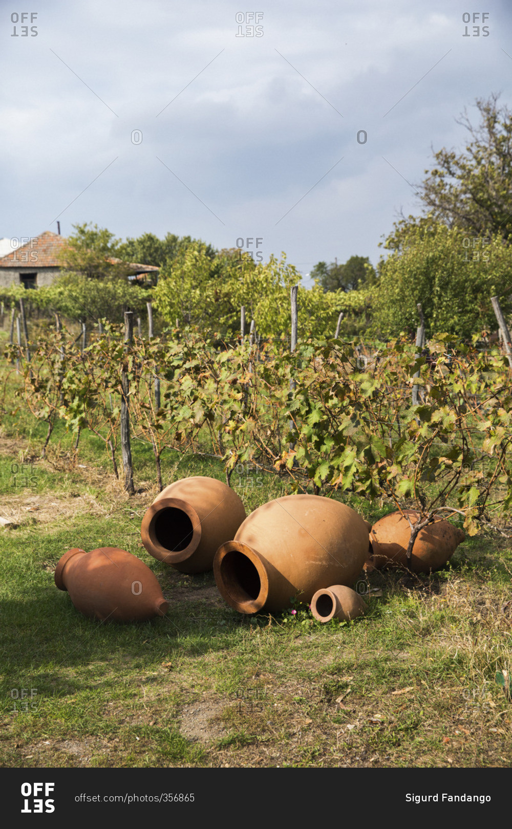 Qvevri wine. Ркацители квеври\сухое,грузия. Ркацители грузия квеври. Квеври вино грузия. Музей-винодельня кувшинов-квеври.