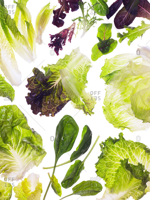 A variety of lettuce on a white background