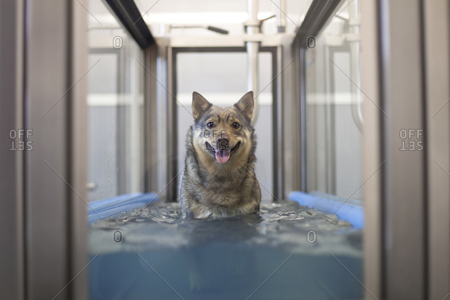 Swedish vallhund  in a canine hydrotherapy pool