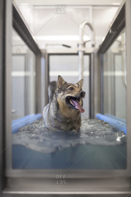 Swedish vallhund  with tongue sticking out in a canine hydrotherapy pool