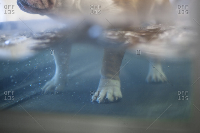 Close up of English bulldog legs inside a canine hydrotherapy pool