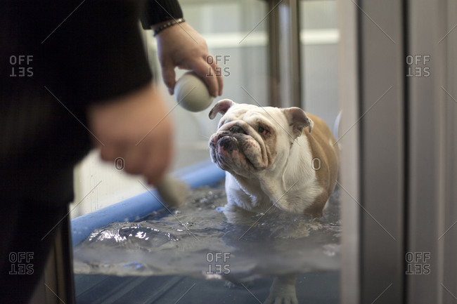 English bulldog recovering with canine hydrotherapy