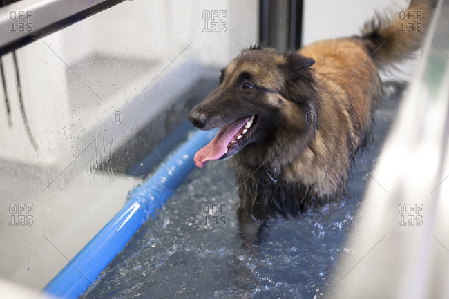 Tervuren exercising in canine hydrotherapy pool