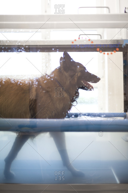 Tervuren walking in canine hydrotherapy pool