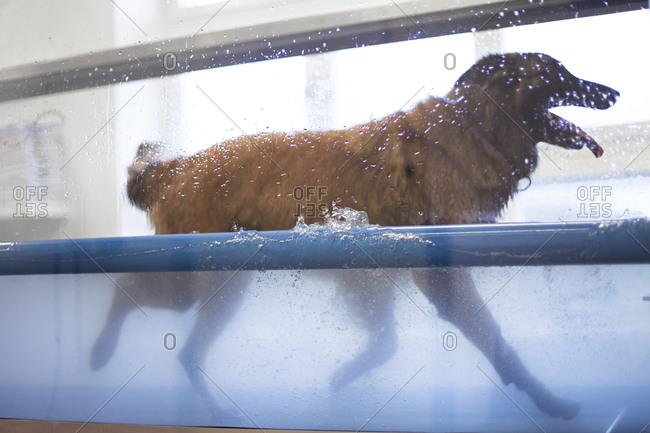 Canine hydrotherapy pool with a tervuren running