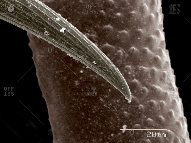 Tarsus of Ladybug larva, Coccinellidae SEM