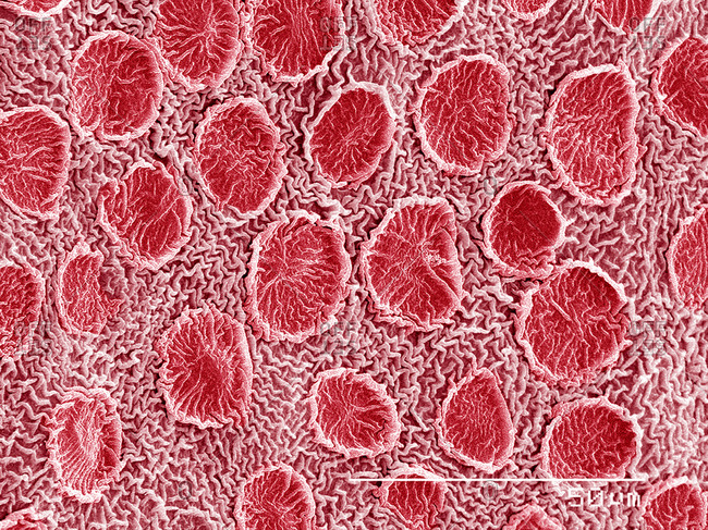 Scent glands on surface of Rose petal SEM