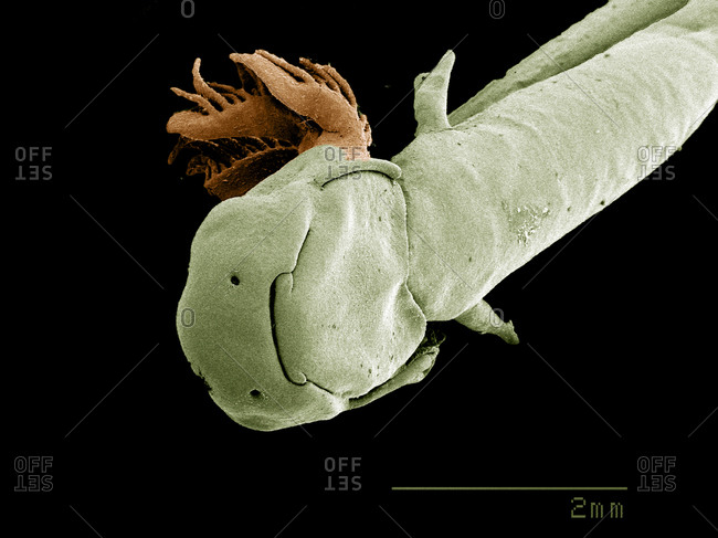 Head of Salamander larva SEM
