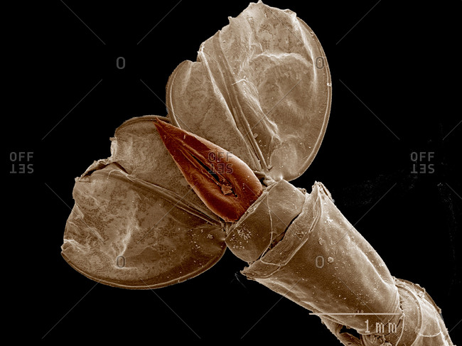 Tail of Phantom Midge larva, Chaoboridae SEM