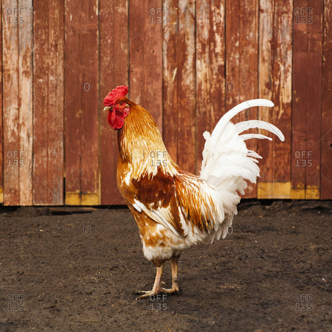 Red Rooster Feathers Sticking Out In Different Directions As A Background  Or Backdrop Stock Photo - Download Image Now - iStock