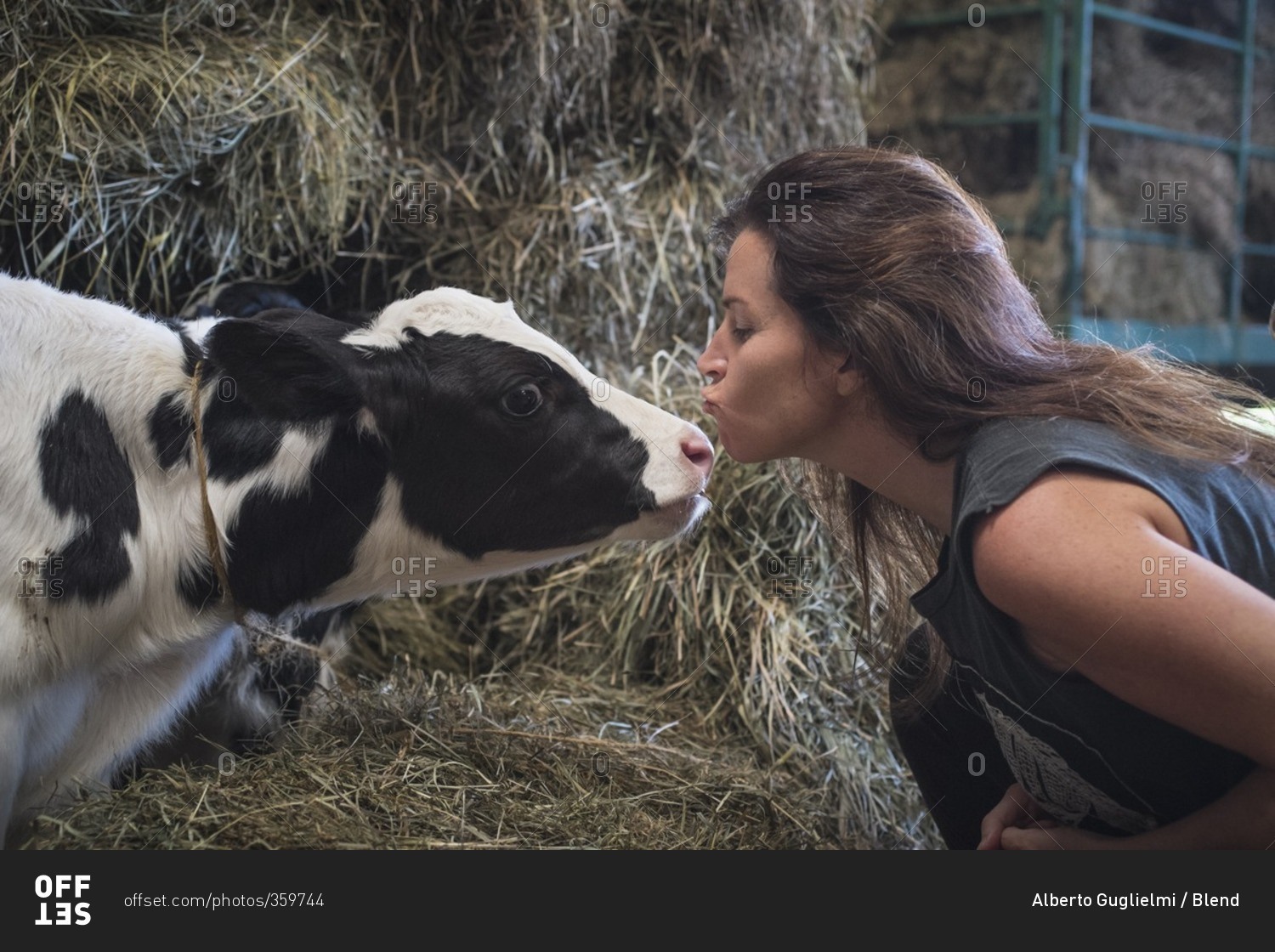 Caucasian woman kissing cow in barn