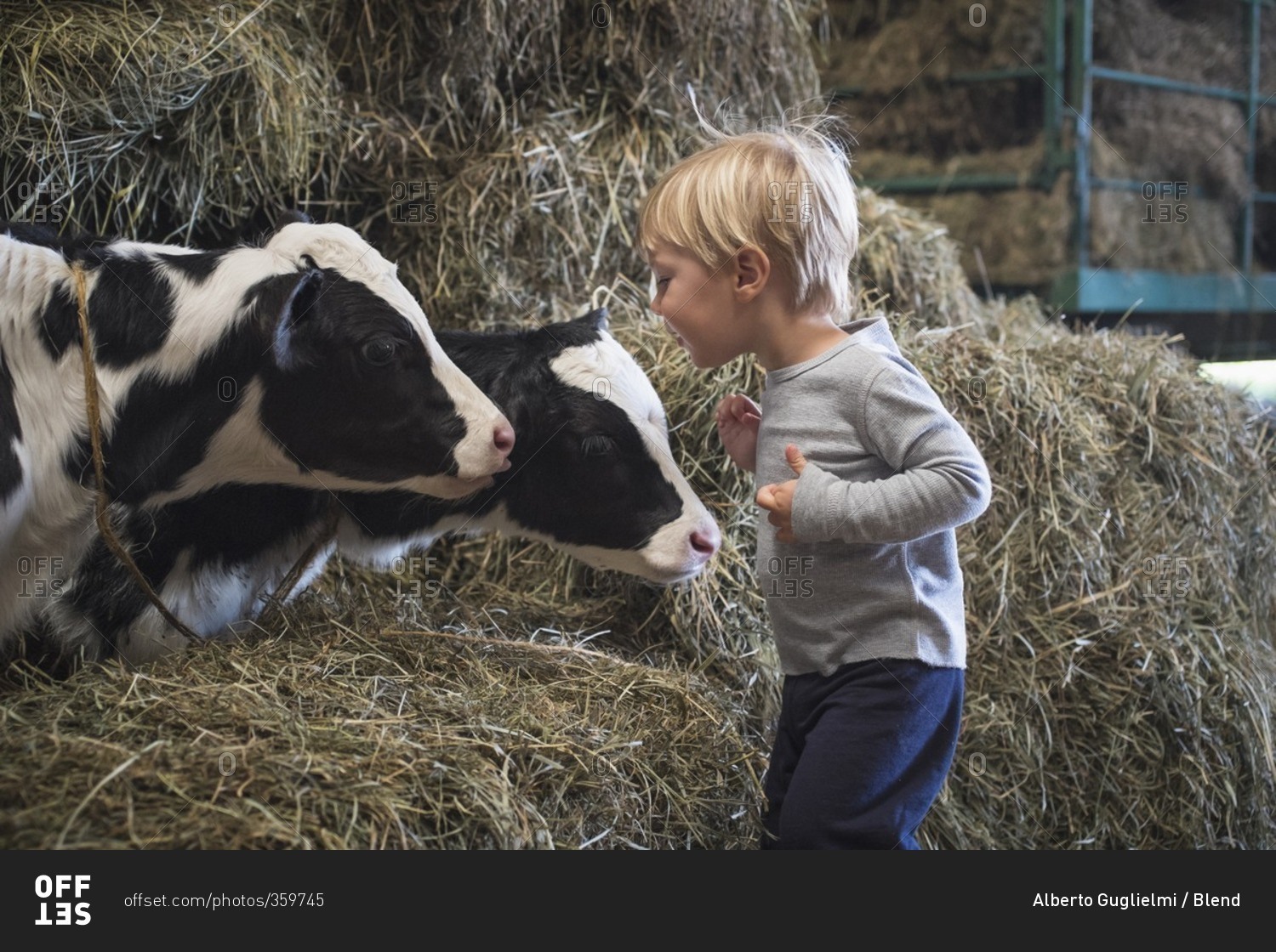 Caucasian boy laughing on haystacks near cows