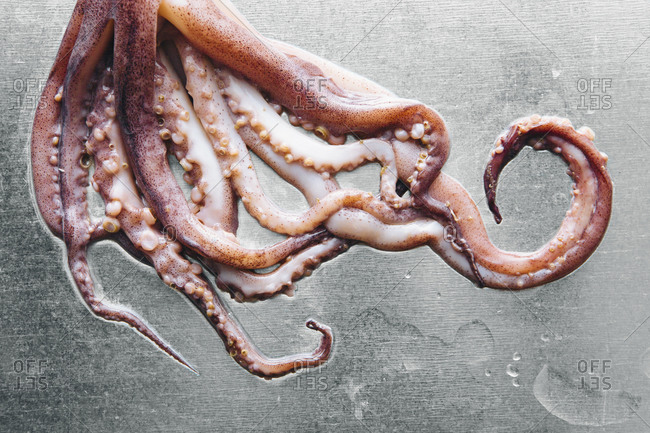 Close up of squid tentacles on metal tabletop