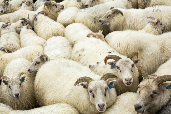 Full frame view of flock of sheep