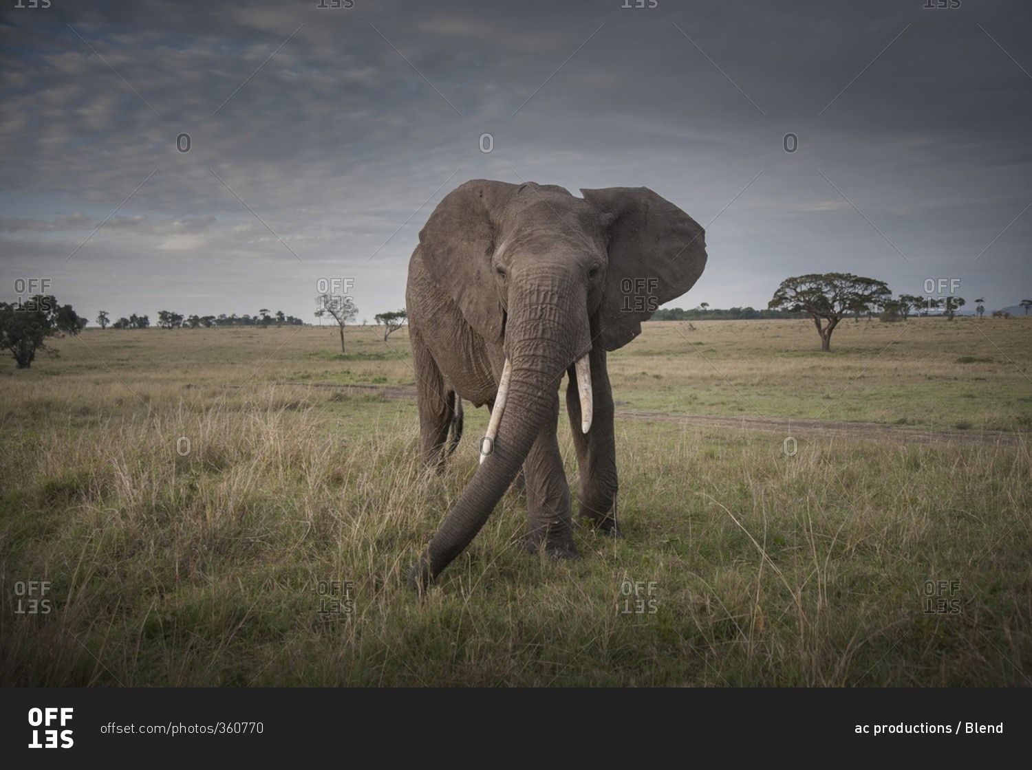 Elephant walking in savanna field