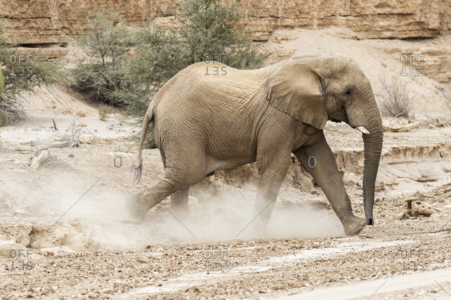 Elephant walking in dusty desert