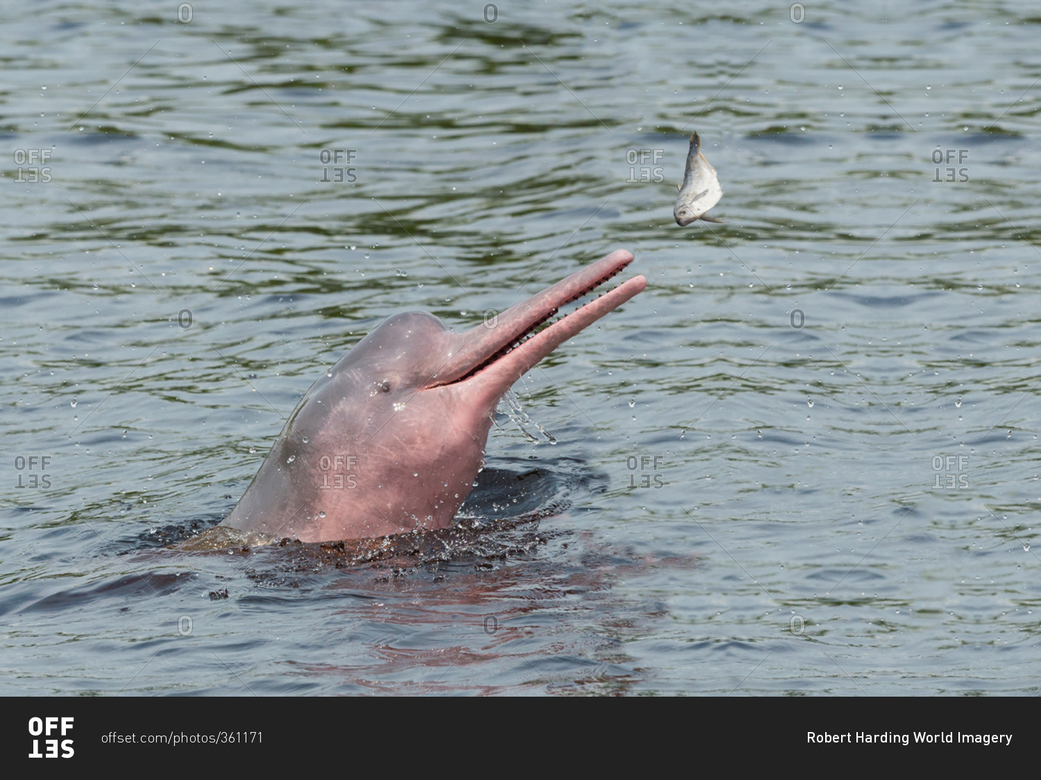 Амазонский дельфин 4. Амазонская иния Дельфин. Пресноводный амазонский Дельфин иния. Амазонский розовый Дельфин. Розовый Речной Дельфин амазонки.