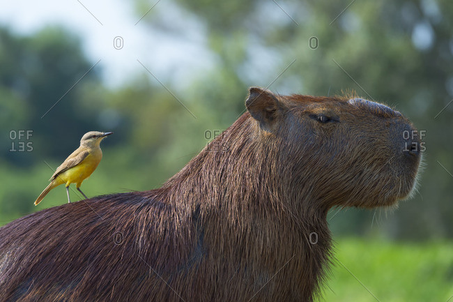 Capybara (Hydrochaeris hydrochaeris) and White-Throated Kingbird on the back,Pantanal Mato Grosso,Brazil