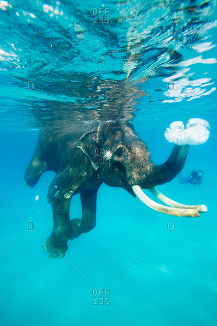 Swimming elephant, snorkelers and divers accompanying him