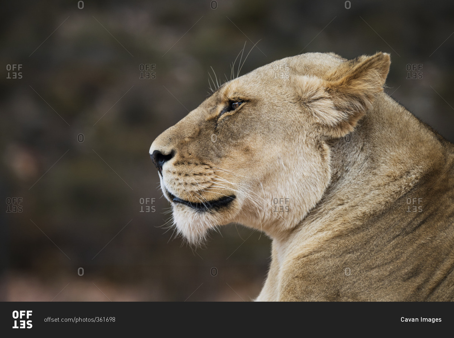 Side view of lioness at national park. 