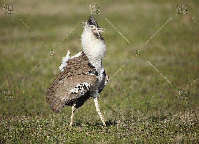 Kori Bustard Stock Photos Offset