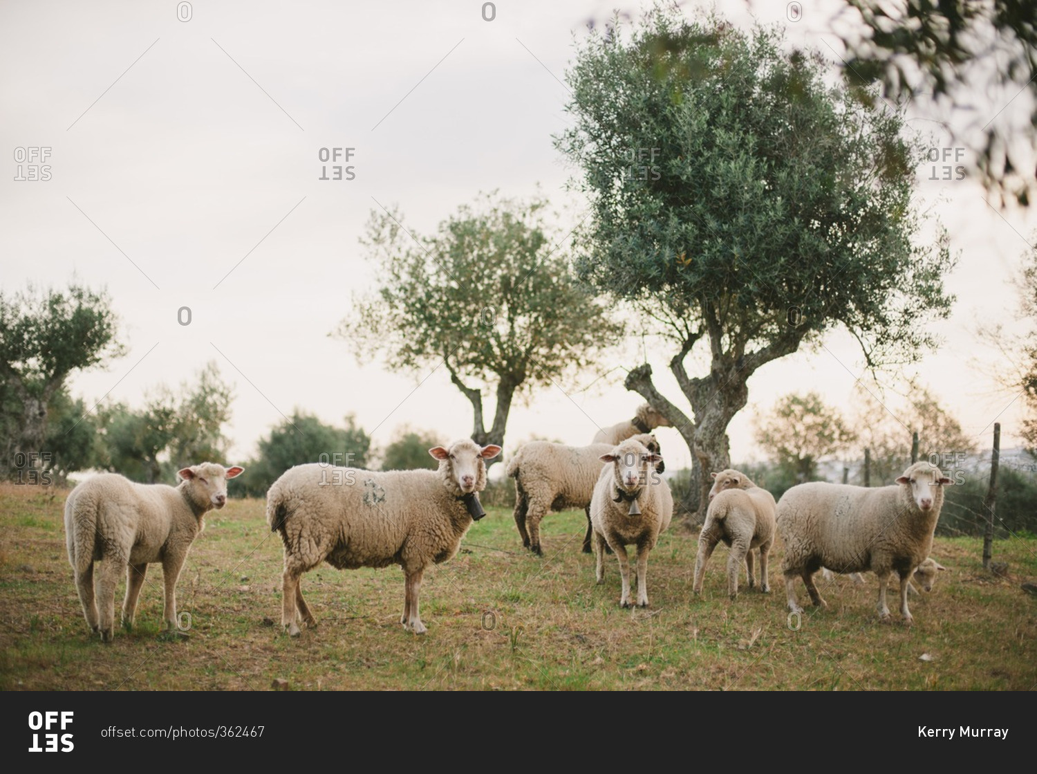 Flock of sheep in pasture at sunset