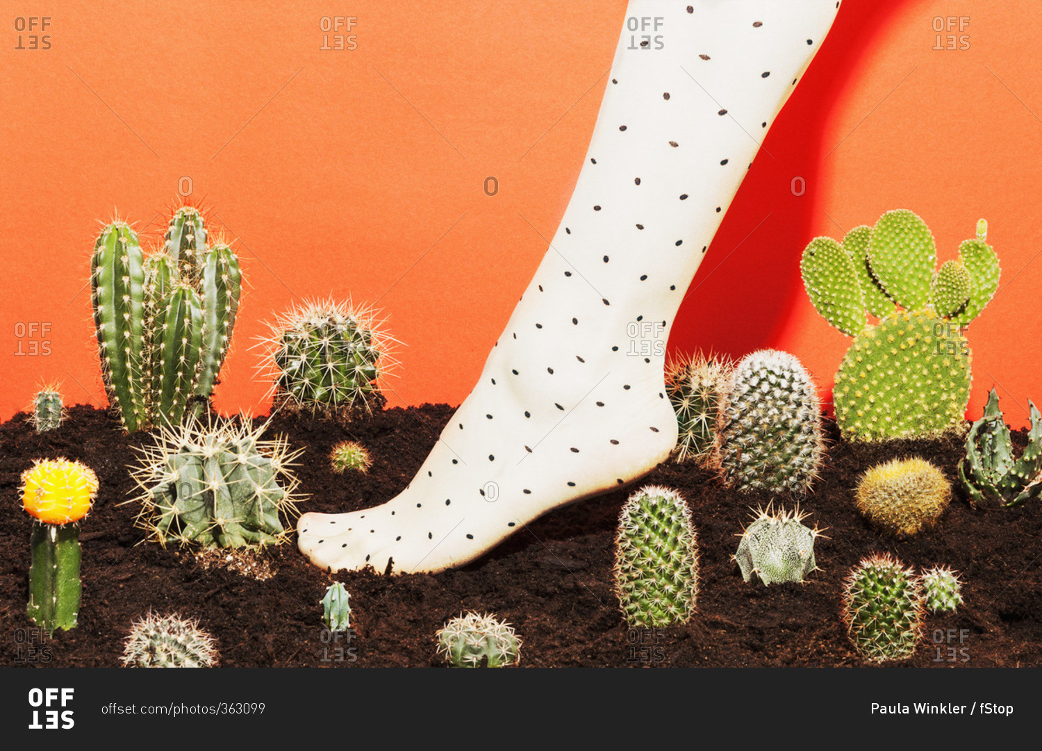 реклама кактусов. креативная реклама шугаринга. трусы с кактусами. колючие ноги. ноги кактус.