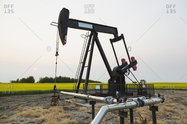 Pumpjack at work on oilfield lease in a canola field in rural Alberta; St. Albert, Alberta, Canada