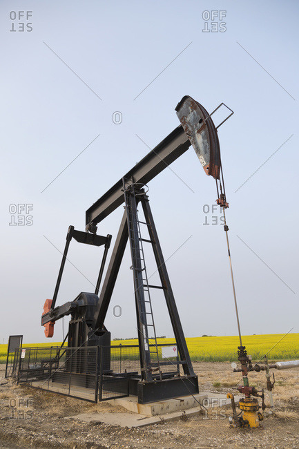 Pumpjack at work on oilfield lease in a canola field in rural Alberta; St. Albert, Alberta, Canada