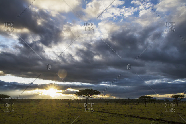 Acacia trees at sunrise, Mara Naboisho Conservancy; Kenya
