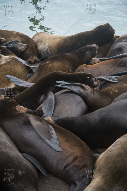 California Sea Lions (Zalophus californianus) nap on the riverfront; Astoria, Oregon, United States of America