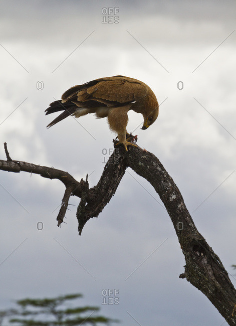 Tawny eagle (Aquila rapax), Mara Naboisho Conservancy; Kenya