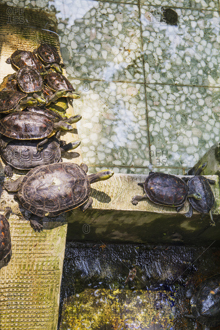 Turtles at the Official God of War Temple; Tainan, Taiwan