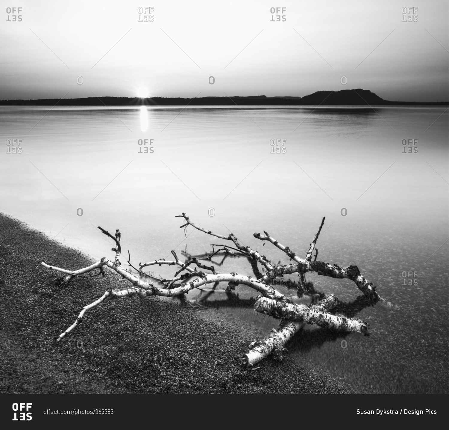 Birch branches on the shores of Lake Superior; Thunder Bay, Ontario, Canada