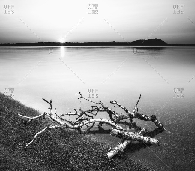 Birch branches on the shores of Lake Superior; Thunder Bay, Ontario, Canada