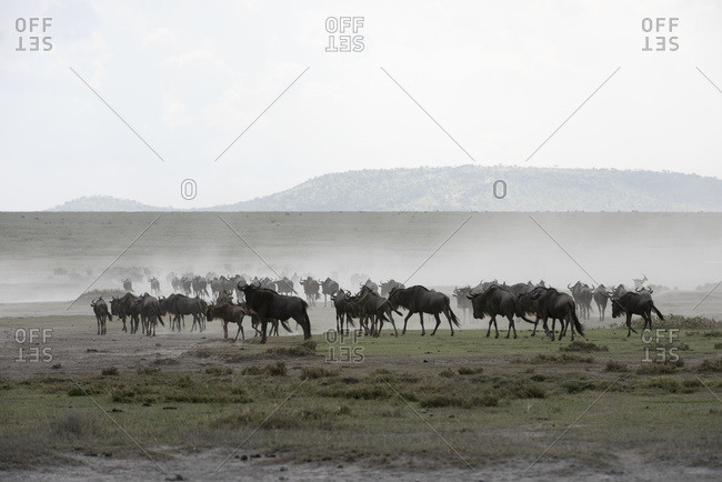 Herd of Wildebeest (Connochaetes taurinus) stirs up dust while moving across Serengeti short grass plains near Ndutu, Ngorongoro Crater Conservation Area; Tanzania