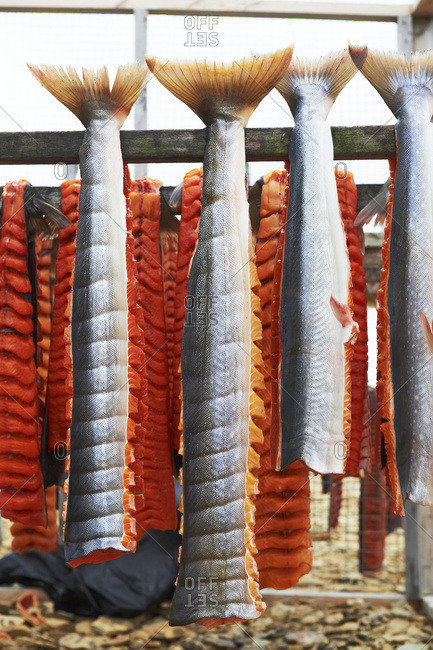Arctic Char filets on drying racks, Arctic Ocean, near Cambridge Bay; Nunavut, Canada