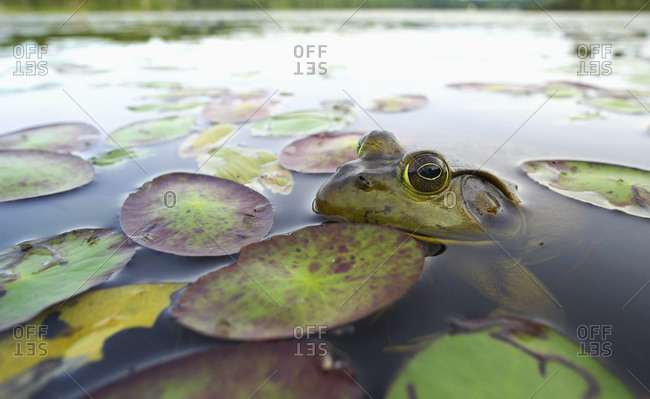 Bullfrog (Lithobates catesbeianus); Lac-Bouchette, Quebec, Canada