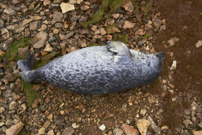 Seal caught in fishing net; Cambridge Bay, Nunavut, Canada