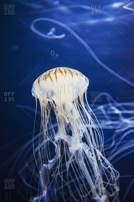 Jellyfish at the Aquarium of the Bay; San Francisco, California, United States of America